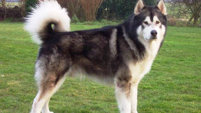 The 10 Most Dangerous Dog Breeds in The World 7 The 10 Most Dangerous Dog Breeds in The World - Newslibre