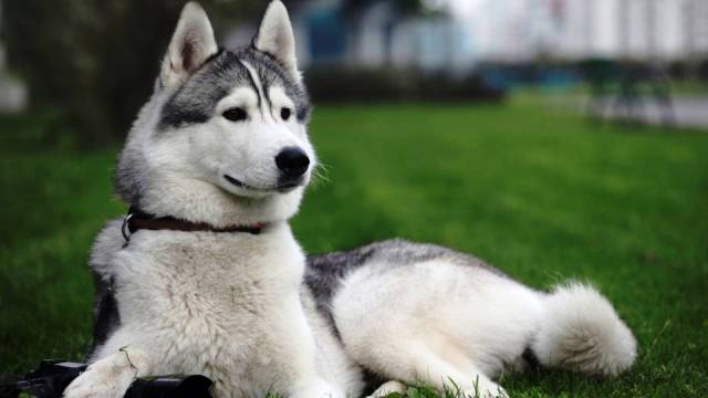 The 10 Most Dangerous Dog Breeds in The World 6 The 10 Most Dangerous Dog Breeds in The World - Newslibre
