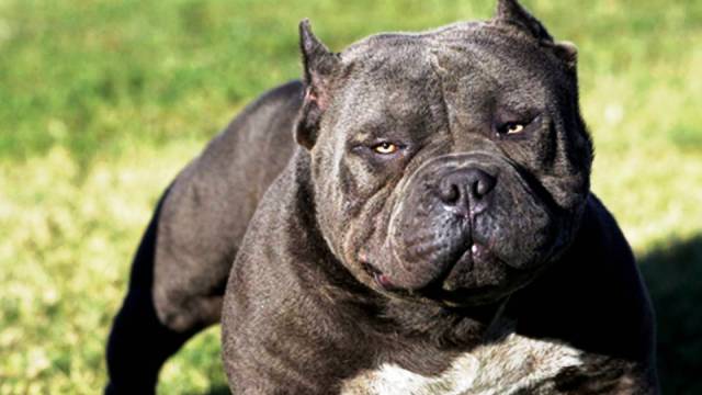 The 10 Most Dangerous Dog Breeds in The World - Newslibre