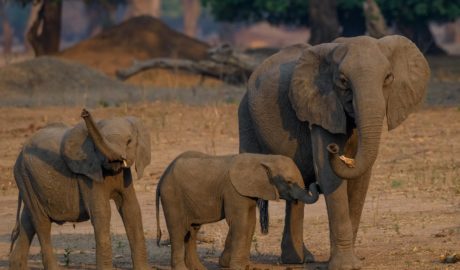 Over 30 Elephants Sent From Zimbabwe to China 3