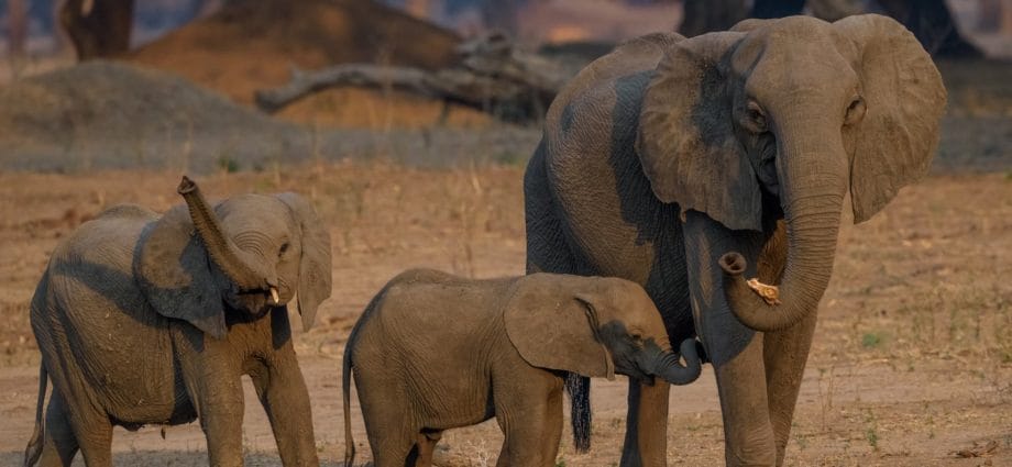 Over 30 Elephants Sent From Zimbabwe to China 1