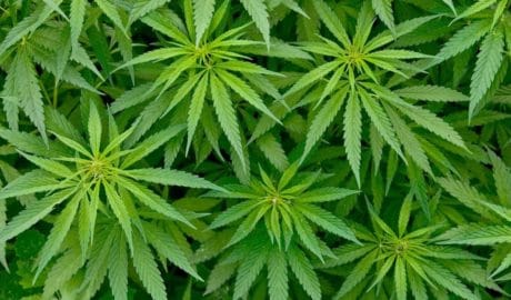 Marijuana Now Fully Legal in Zambia - Newslibre