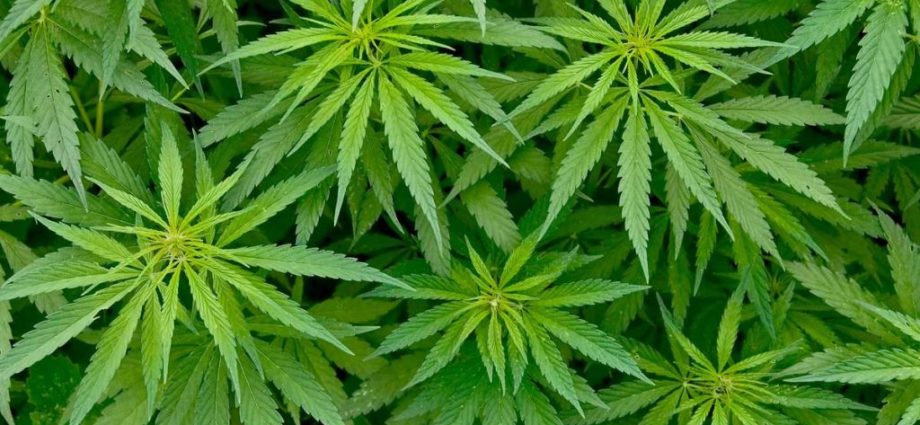 Marijuana Now Fully Legal in Zambia - Newslibre