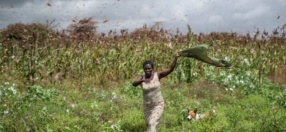 Locusts Could Cause Famine in East Africa - Newslibre