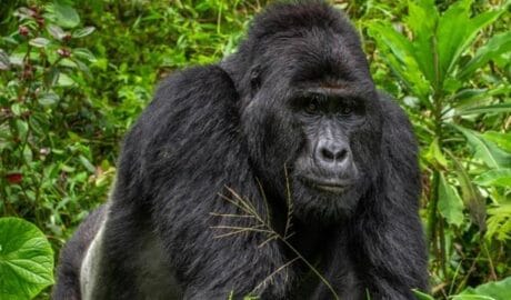 A Man Who Killed a Rare Gorilla in Uganda gets 11 Years Jail Time - Newslibre