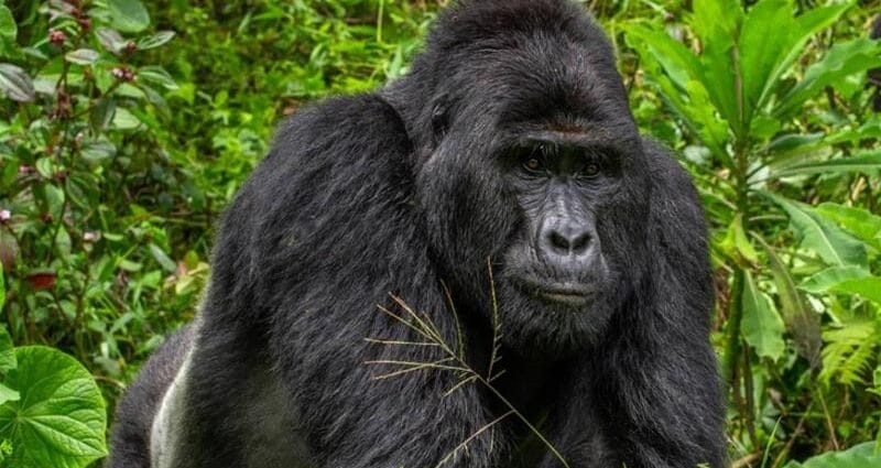 A Man Who Killed a Rare Gorilla in Uganda gets 11 Years Jail Time - Newslibre