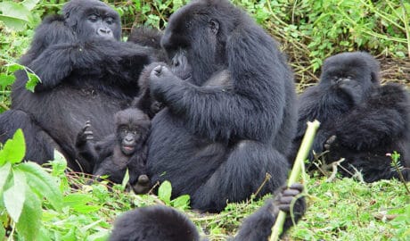 Rwanda Now Offering Virtual Tourism amid COVID19 - Newslibre