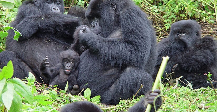 Rwanda Now Offering Virtual Tourism amid COVID19 - Newslibre