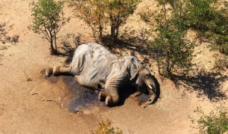 Bacteria in Water is the Cause of Elephant Deaths in Botswana - Newslibre