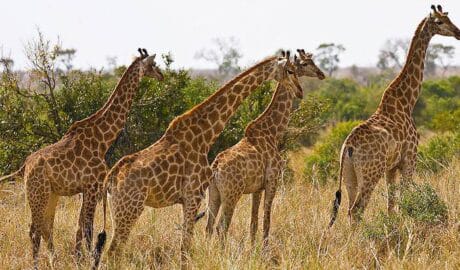 Rare Dwarf Giraffe Discovered in Uganda - Newslibre