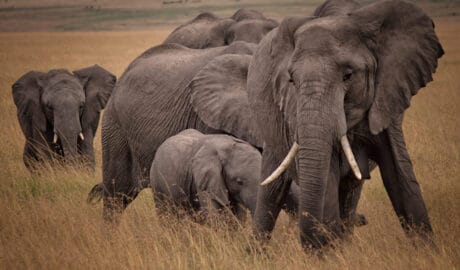 Zimbabwe Selling Rights Allowing For Hunting of Over 500 Elephants - Newslibre