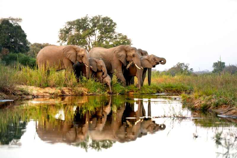 Why Is Zimbabwe Shooting Elephants? - Newslibre