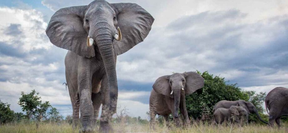 Why Is Zimbabwe Shooting Elephants? 1 Why Is Zimbabwe Shooting Elephants? - Newslibre