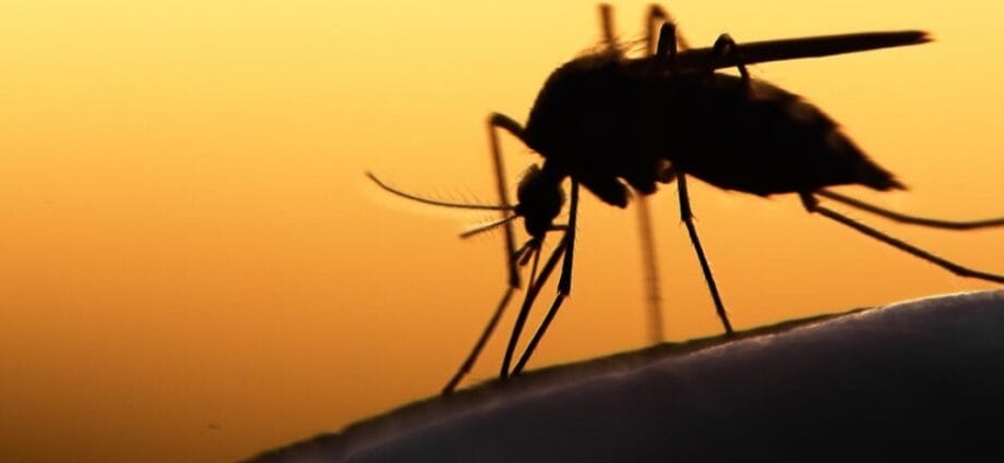 Europe to Develop Highly Efficacious Malaria Vaccine - Newslibre