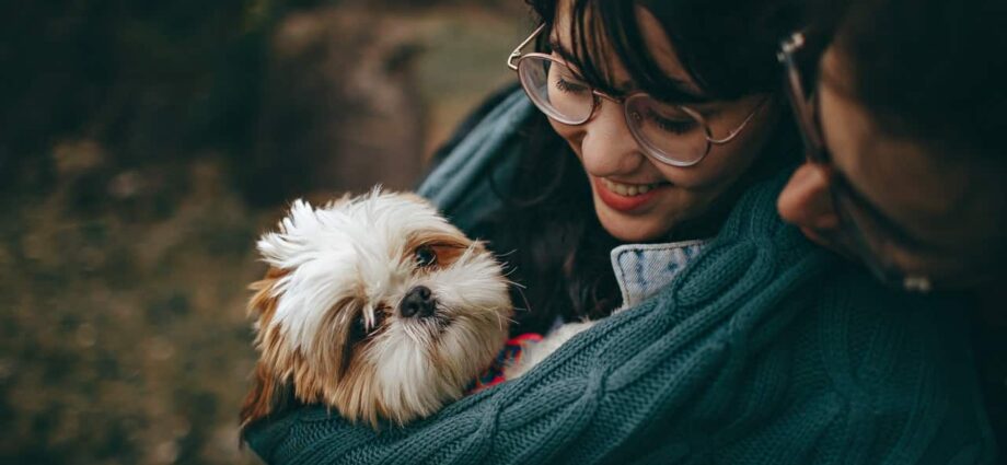 10 Tips You Should Consider Before Traveling with Your Pet - Newslibre