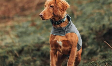 5 Amazing Benefits of Using a Back Brace for Your Aging Dog - Newslibre