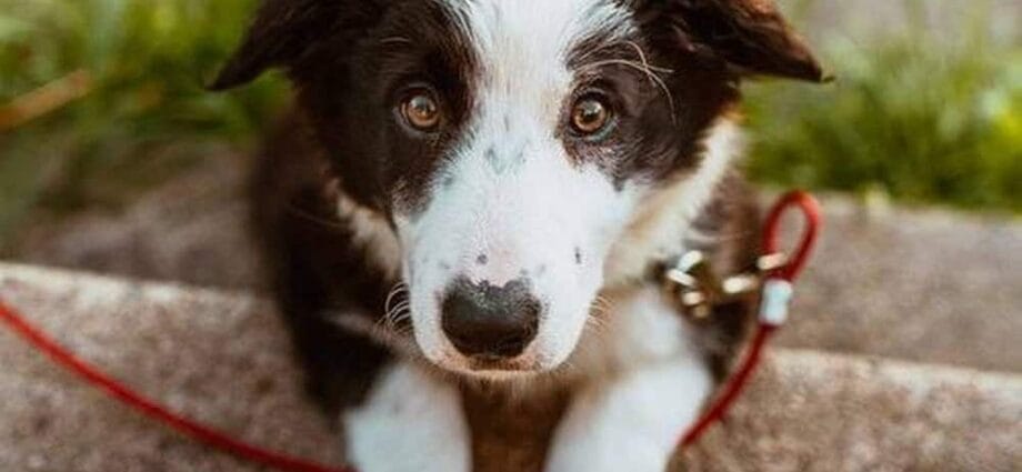 5 Simple Tips to Reduce Monthly Pet Care Costs - Newslibre