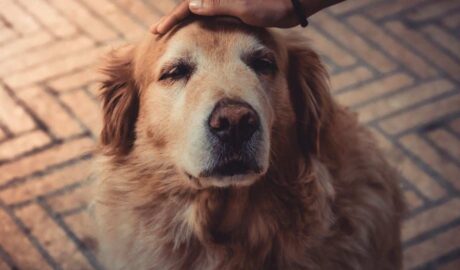 7 Special Ways to Say Goodbye to Your Beloved Pet - Newslibre