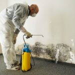 Everything You Should Know About Mould Remediation - Newslibre