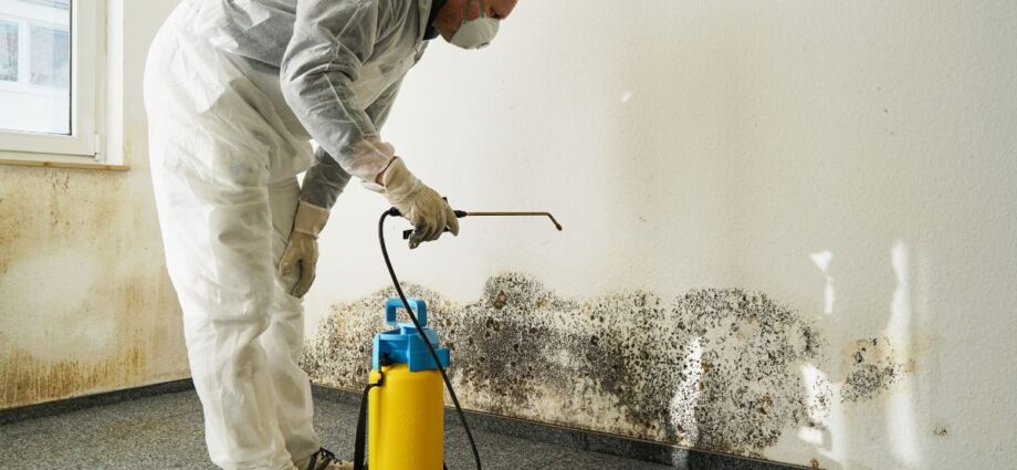 Everything You Should Know About Mould Remediation - Newslibre