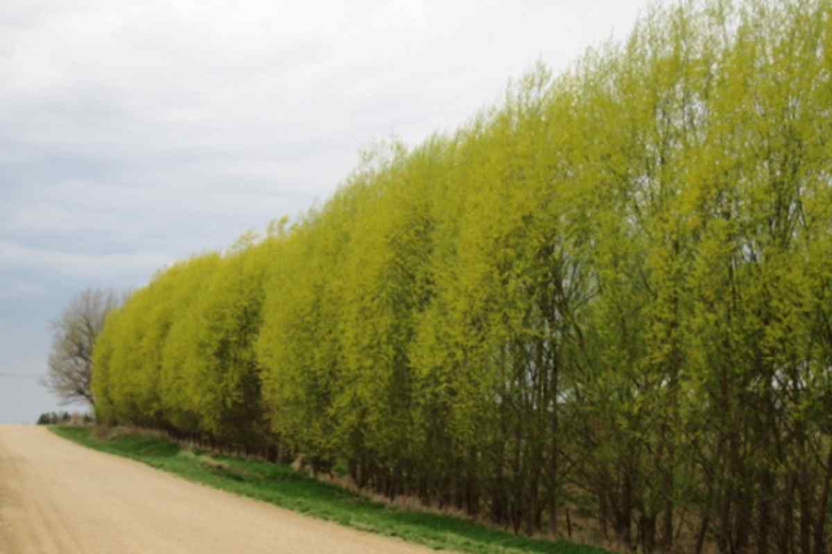 Why Growing Hybrid Trees Is the Best Choice for Outdoor Landscapes 2 Why Growing Hybrid Trees Is the Best Choice for Outdoor Landscapes - Newslibre