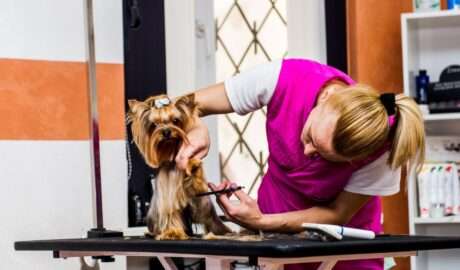 5 Reasons Why Grooming Is Good for a Dog’s Health - Newslibre