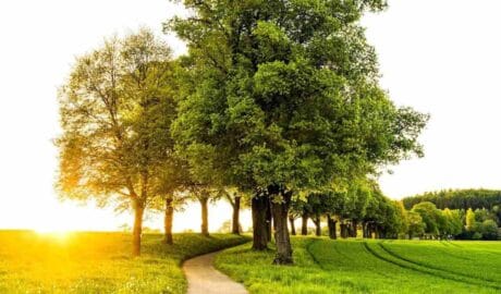 Why Growing Hybrid Trees Is the Best Choice for Outdoor Landscapes - Newslibre