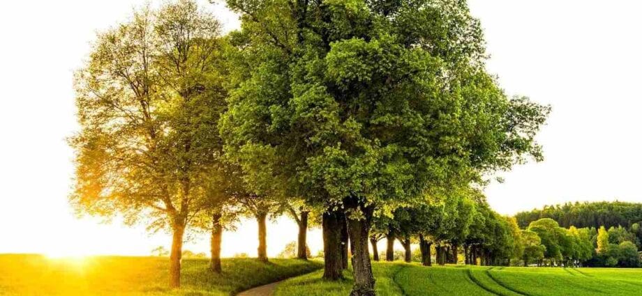 Why Growing Hybrid Trees Is the Best Choice for Outdoor Landscapes 1 Why Growing Hybrid Trees Is the Best Choice for Outdoor Landscapes - Newslibre