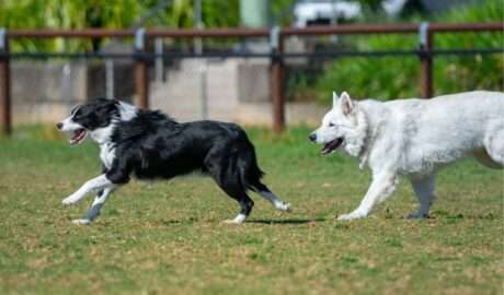 5 Ways To Prepare Your Dog for the Fall Season - Newslibre