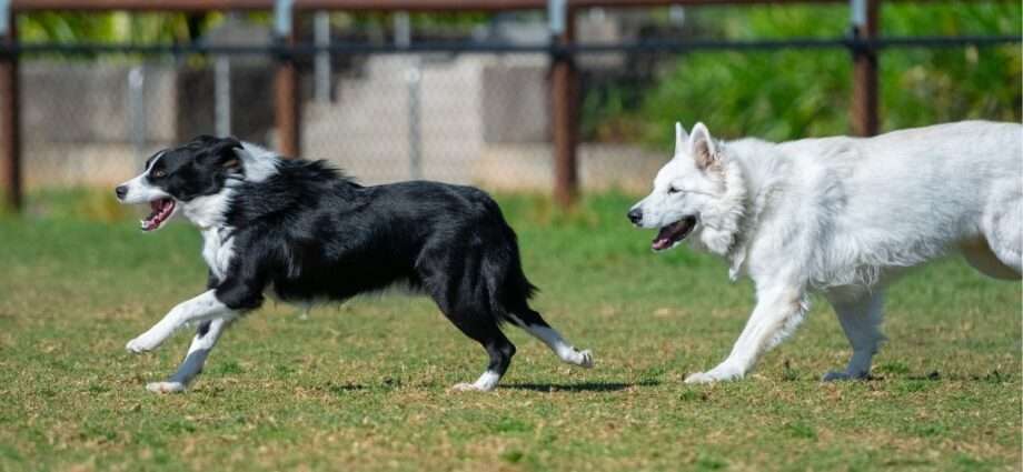 5 Ways To Prepare Your Dog for the Fall Season - Newslibre