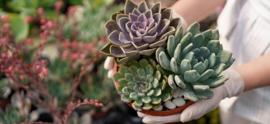 The Best Plants You Can Gift to Beginners - Newslibre