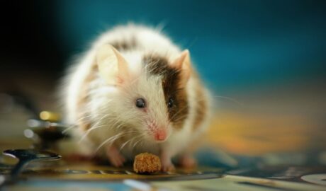 5 Signs of Mice in Your Home and How to Deal with Them - Newslibre