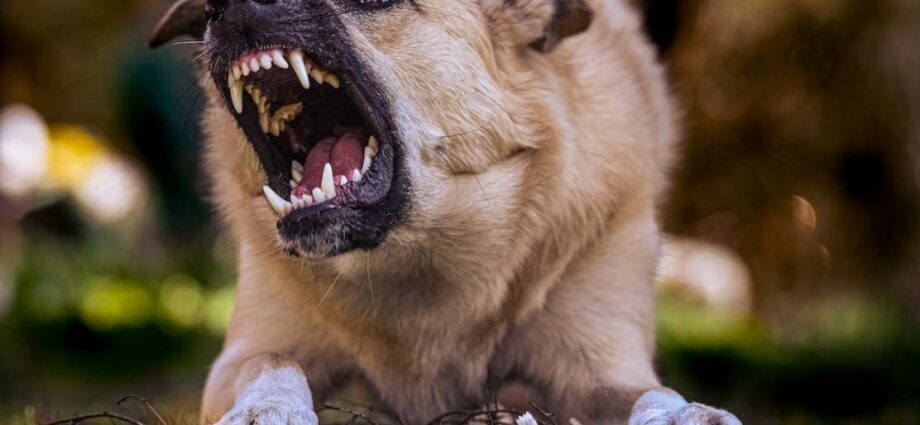 5 Important Things You Need to Do Once Bitten By a Dog in Public - Newslibre