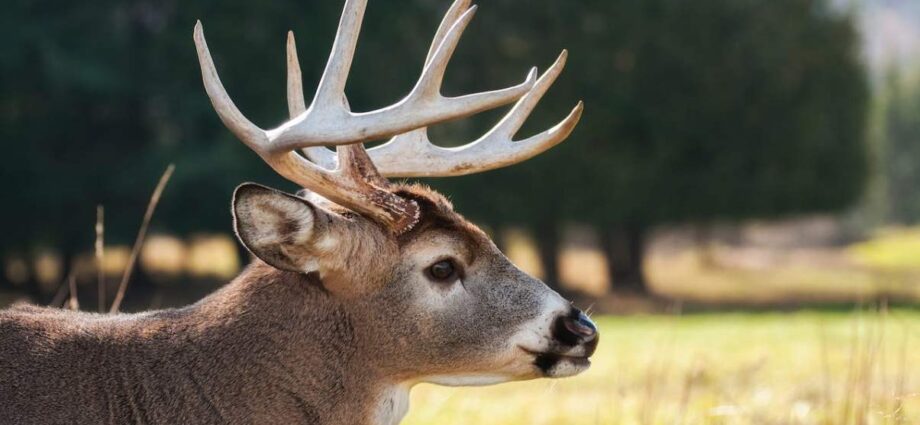 Creative Ways of Attracting Deer for Hunting and Watching - Newslibre