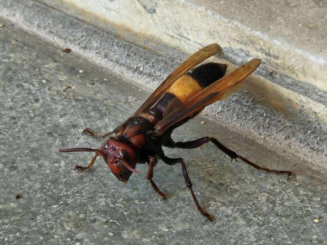 How to Eliminate the Threat of Hornets Within Your Own Home - Newslibre