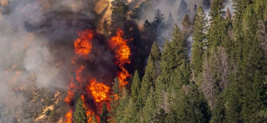 What Utilities Can Do Against Wildfire Spread - Newslibre
