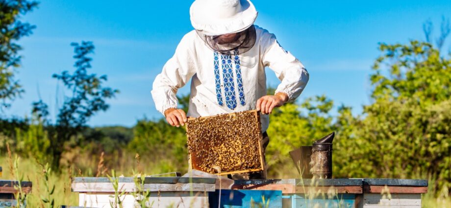 How to Quickly Improve Your Confidence in Beekeeping - Newslibre
