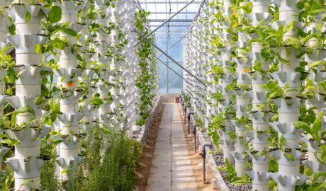 A greenhouse with vertical planters of leafy greens lining a central aisle, under a transparent roof with irrigation pipes.