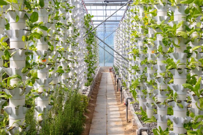 A greenhouse with vertical planters of leafy greens lining a central aisle, under a transparent roof with irrigation pipes.