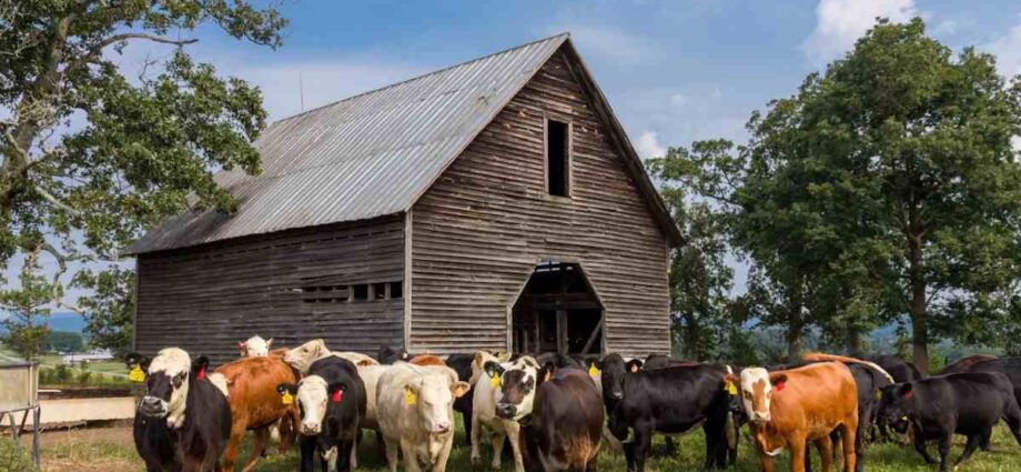5 Doable DIY Barn and Shelter Projects for Families - Newslibre