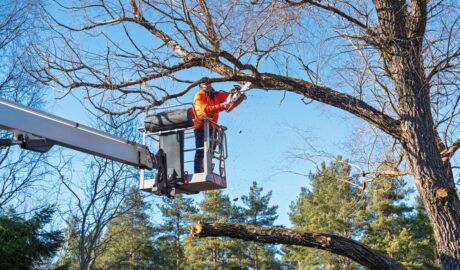 Protecting Valuable Trees During Landscape Projects - Newslibre