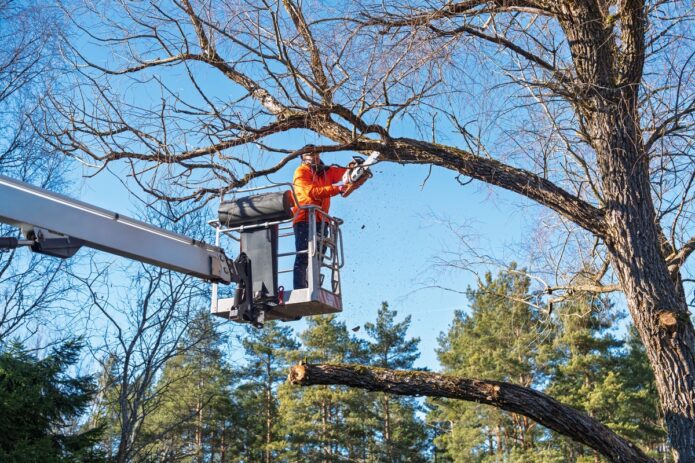 Protecting Valuable Trees During Landscape Projects 1 Protecting Valuable Trees During Landscape Projects - Newslibre