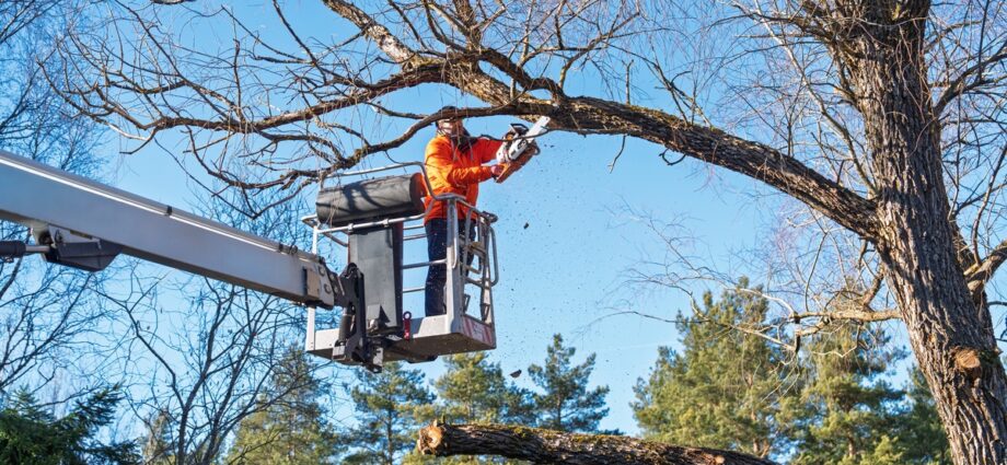 Protecting Valuable Trees During Landscape Projects 1 Protecting Valuable Trees During Landscape Projects - Newslibre