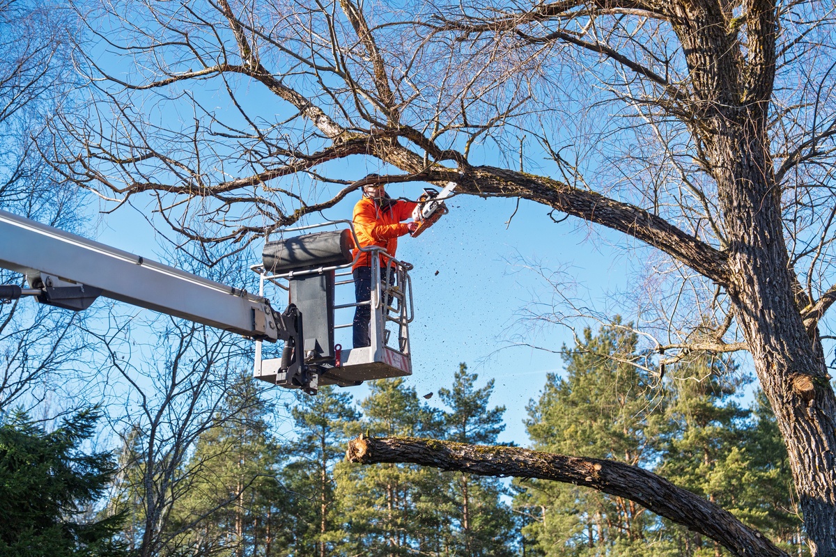 Protecting Valuable Trees During Landscape Projects - Newslibre